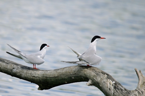 rybár riečny /sterna hirundo/