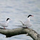 rybár riečny /sterna hirundo/