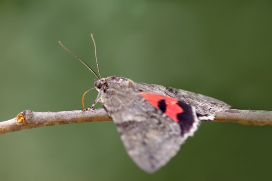 Stužkavec jelšový