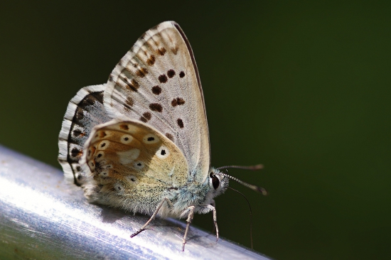 modráčik obyčajný