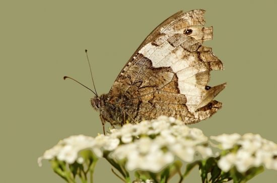 očkáň medúnkový