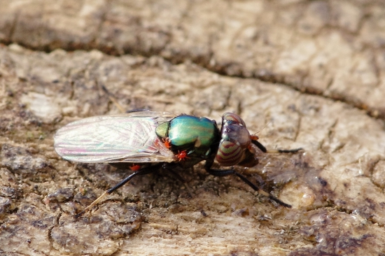 taxík pre mladých pavúkov