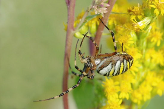 križiak žltopásový