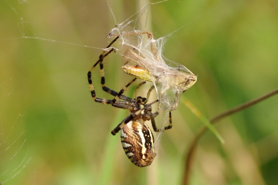 križiak žltopasavý