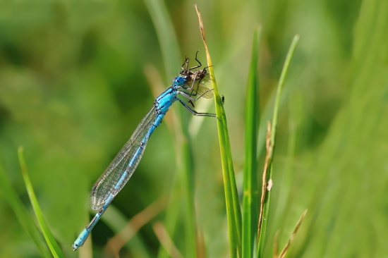 šidielko s úlovkom