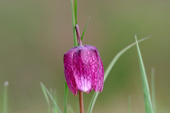 korunkovka strakatá