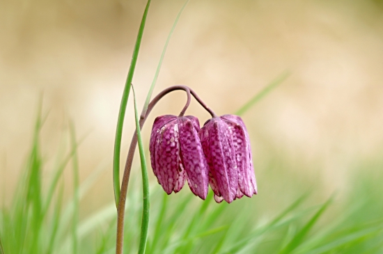 korunkovka strakatá