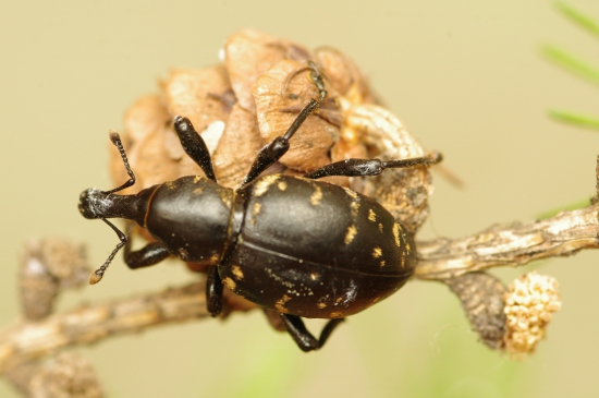 tvrdoň deväťsilový