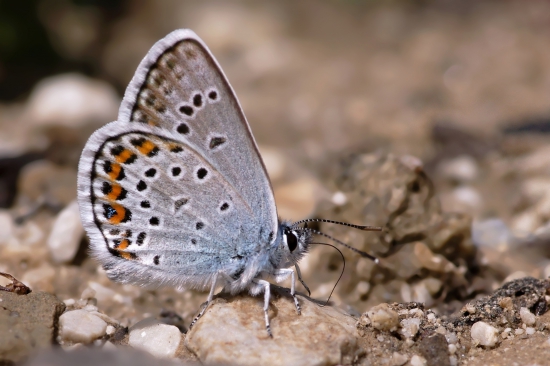 modráčik čienočiarkavý