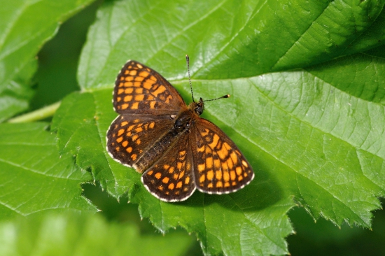 hnedáčik veronikový