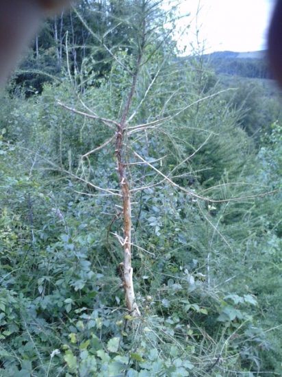 otlkanie stroma od jelena