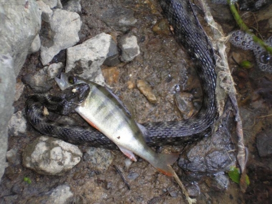 Užovka fŕkaná (Natrix tessellata)