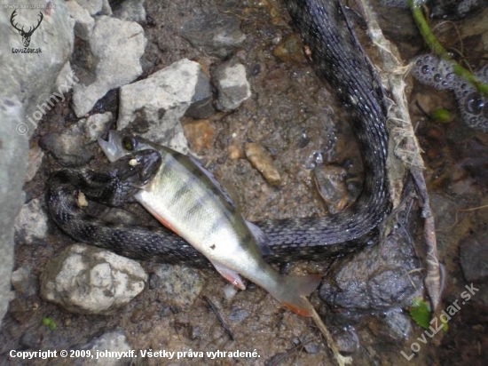 Užovka fŕkaná (Natrix tessellata)