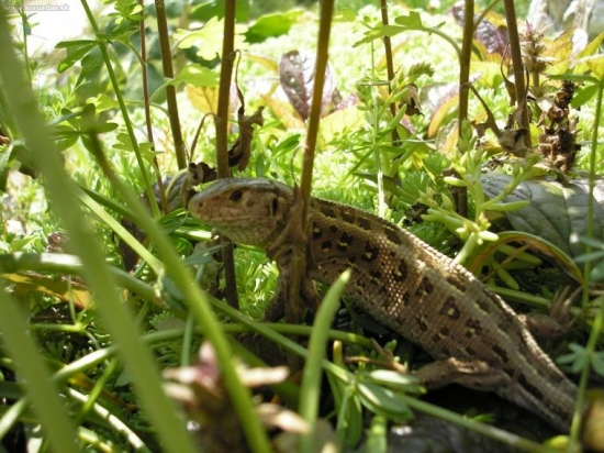 Jašterica krátkohlavá (Lacerta agilis)---samica