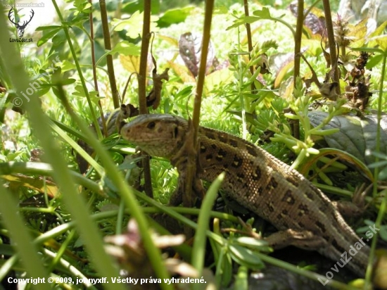 Jašterica krátkohlavá (Lacerta agilis)---samica