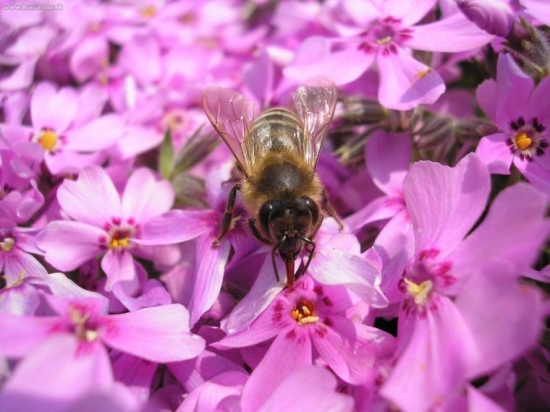 Včela medonosná (Apis mellifera)