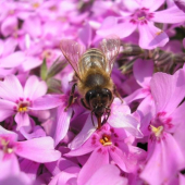 Včela medonosná (Apis mellifera)