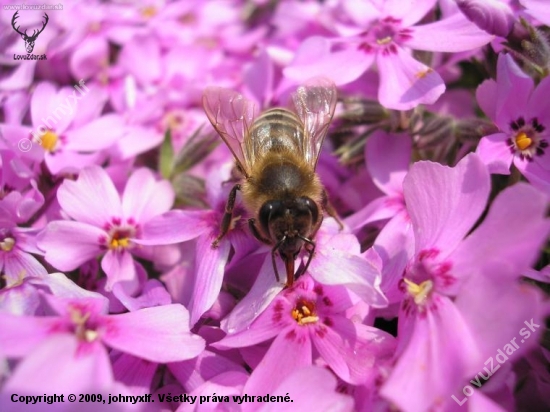 Včela medonosná (Apis mellifera)