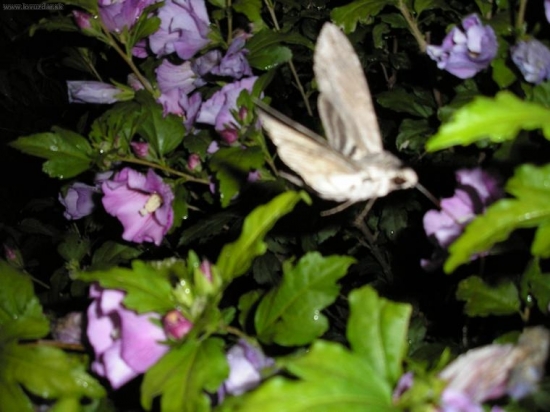 Lišaj pupencový (Agrius convolvuli)