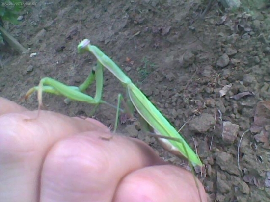 Modlivka zelená (Mantis religiosa)