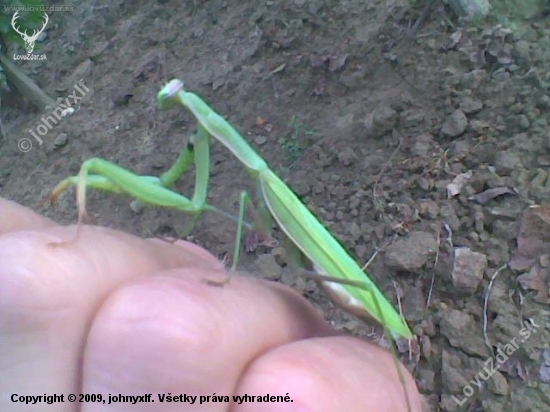 Modlivka zelená (Mantis religiosa)