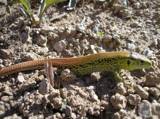 Jašterica krátkohlavá (Lacerta agilis)---samec