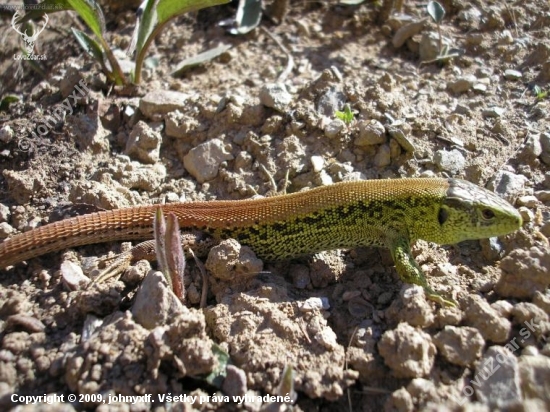 Jašterica krátkohlavá (Lacerta agilis)---samec