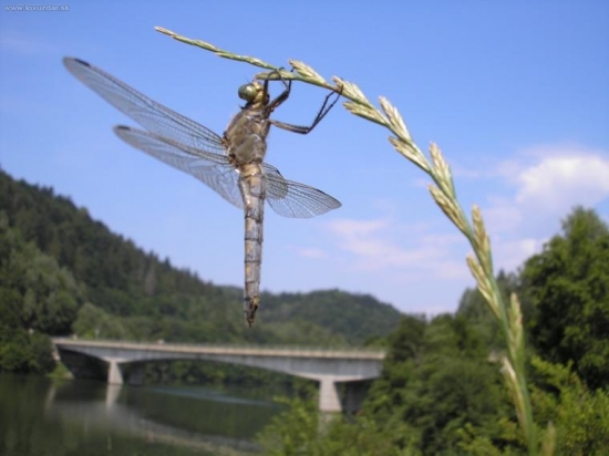 Vážka černořitná (Orthetrum cancellatum)