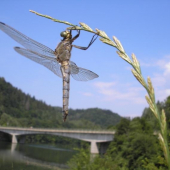 Vážka černořitná (Orthetrum cancellatum)