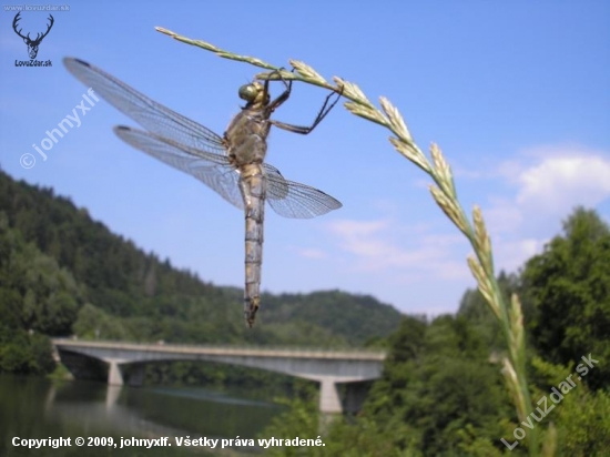 Vážka černořitná (Orthetrum cancellatum)