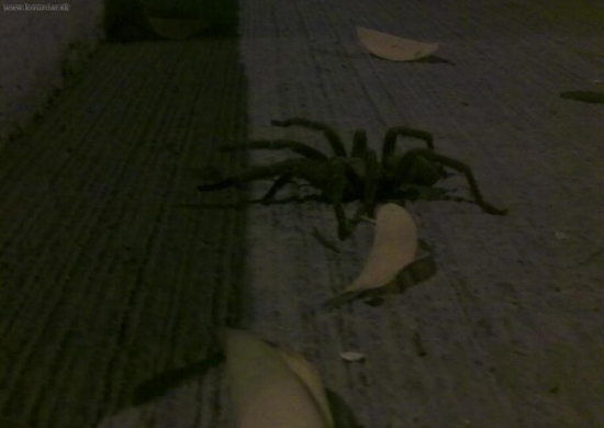 Vtáčkar (Chaetopelma aegyptiacum)