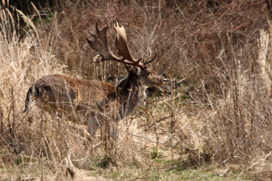 jeden s tých väčších :)