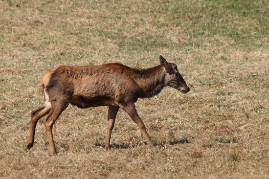 Zhodený