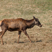 Zhodený