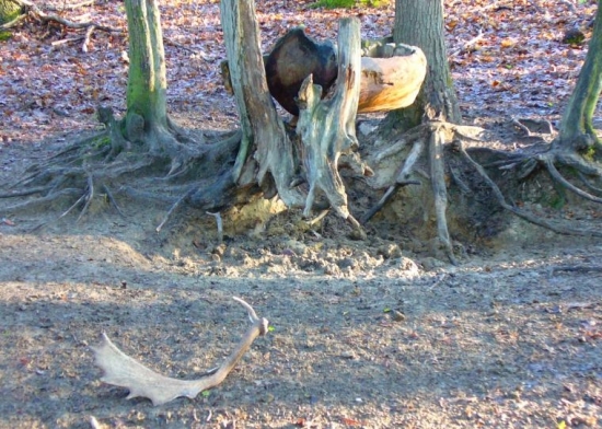 konečne... takto som ho našiel..