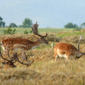 z tých lepších :)