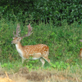 jeden väčší ako druhý :D