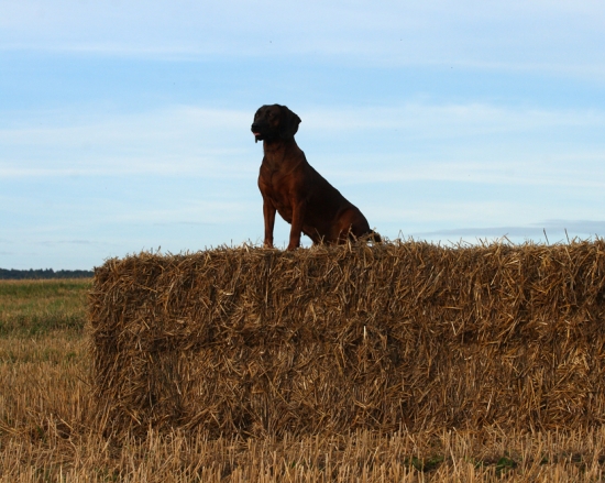 večerne čakanie na srnca