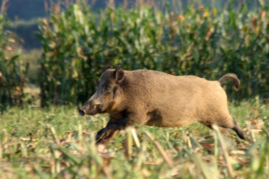 Kanček