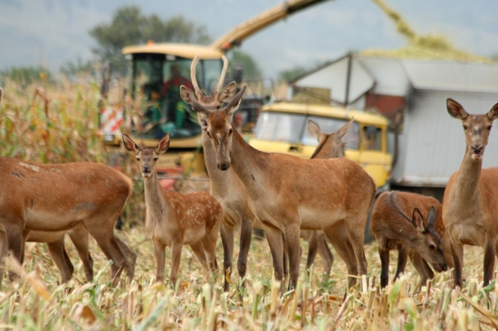 nasratá jelenica :)