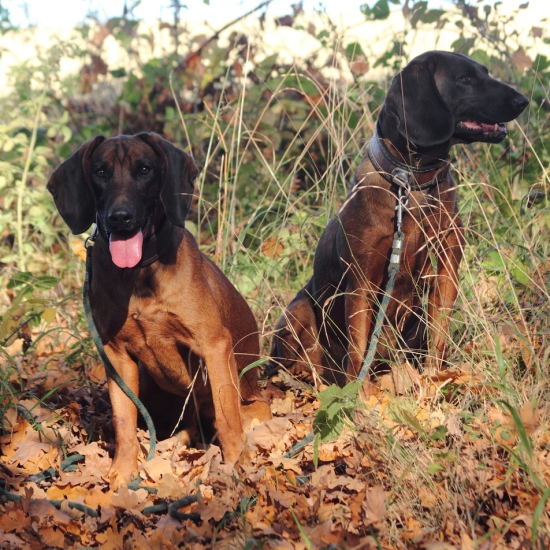 Moritz vom Spanriegel 1 rok a Arta Božia stupaj 6,5 roku