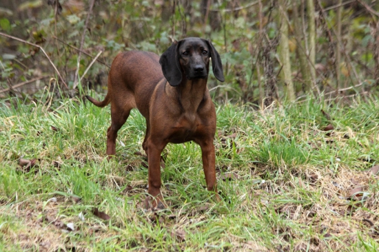 Hess z Púčikovho dvora 6 mesiacov