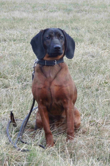 Hess z Púčikovho dvora 7 mesiacov