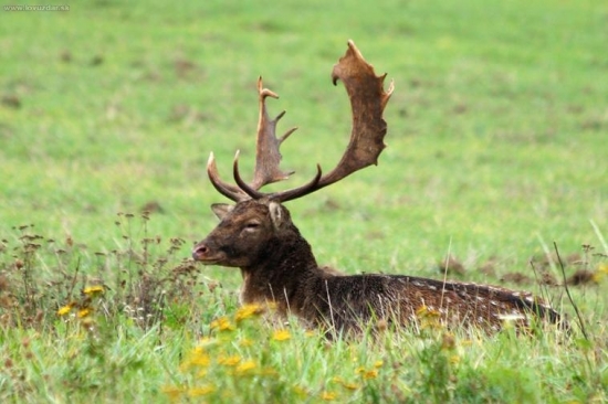 Daniel- poobedná pauza.:)