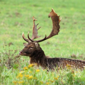 Daniel- poobedná pauza.:)