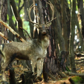 Daniel v rujovisku..