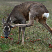 niečo ma svrbí za uchom..:)