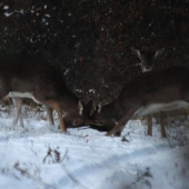 súboj mladých danielikov..:)