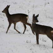 Srnky na prechádzke...:)