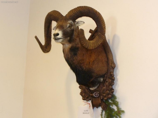 Výstava Kanianka- Zlaty muflon, 229 bodov CIC, 7 rokov